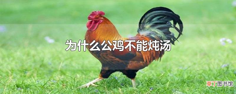 为什么公鸡不能炖汤