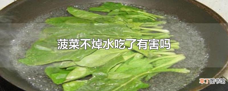 菠菜不焯水吃了有害吗