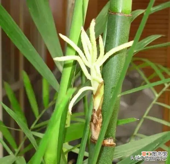 解谜竹子开花的真实原因是什么 竹子开花是怎么回事