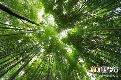 解谜竹子开花的真实原因是什么 竹子开花是怎么回事