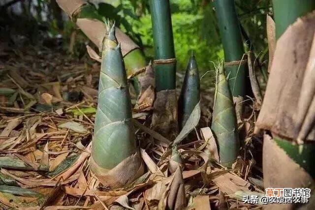 解谜竹子开花的真实原因是什么 竹子开花是怎么回事