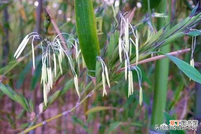 解谜竹子开花的真实原因是什么 竹子开花是怎么回事