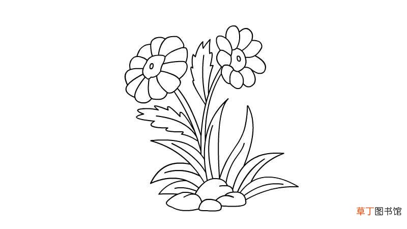 金盏花简笔画