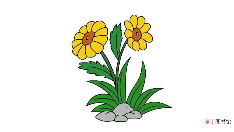 金盏花简笔画
