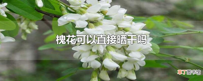 槐花可以直接晒干吗