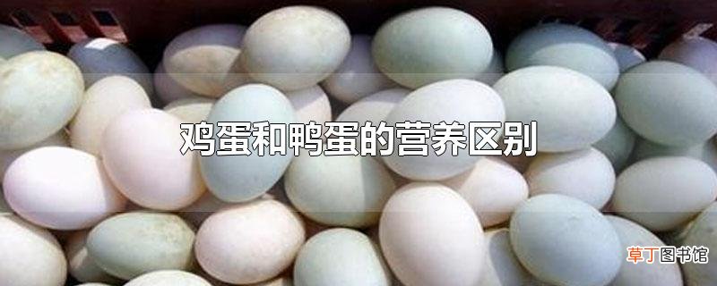 鸡蛋和鸭蛋的营养区别