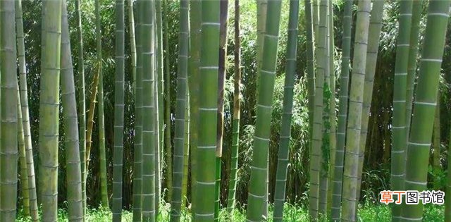 天然竹纤维面料四个特点及应用领域 竹纤维是什么面料