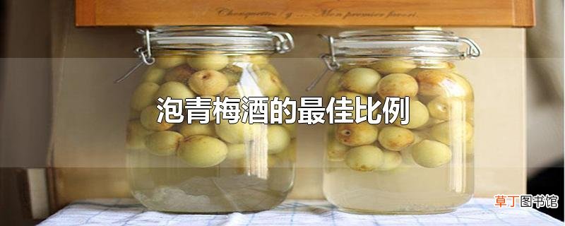 泡青梅酒的最佳比例