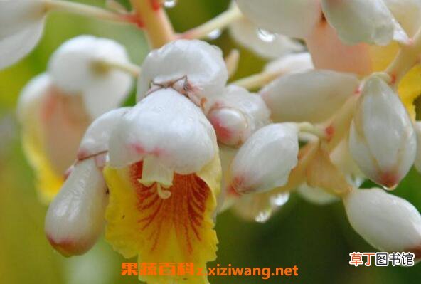 良姜蜜的功效与作用 喝良姜蜜的好处