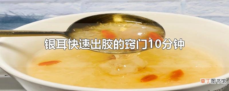 银耳快速出胶的窍门10分钟