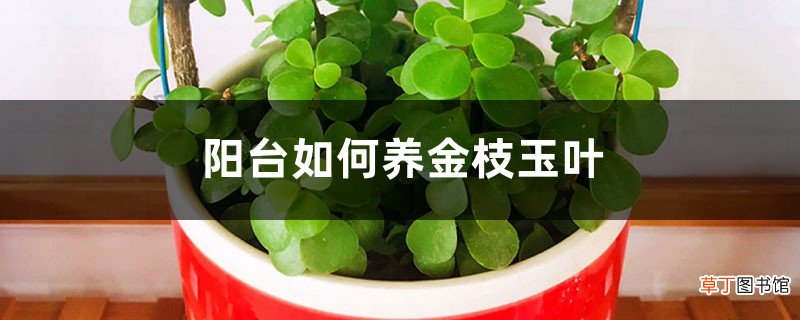 阳台如何养金枝玉叶，需要注意什么