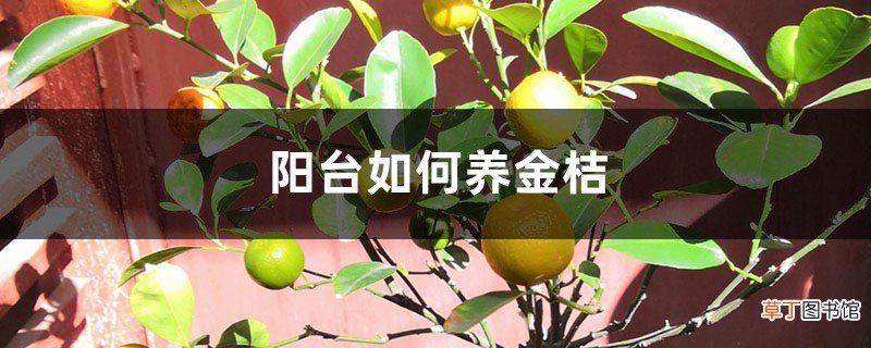 阳台如何养金桔，需要注意什么