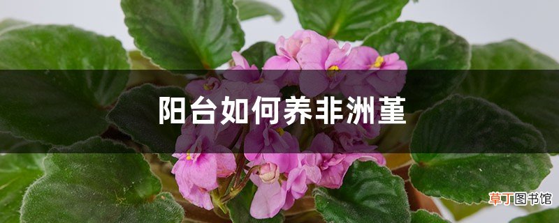 阳台如何养非洲堇，需要注意什么