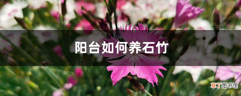 阳台如何养石竹，需要注意什么