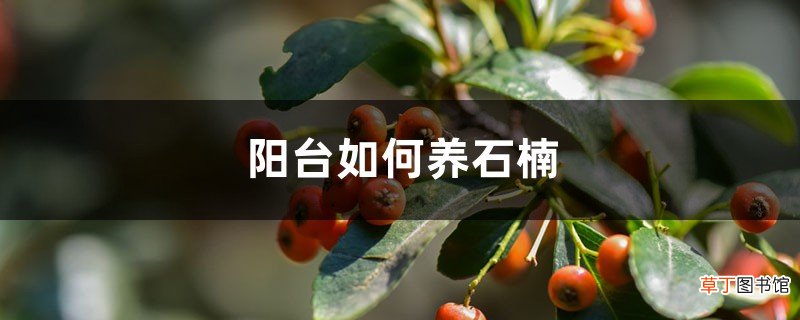 阳台如何养石楠，需要注意什么