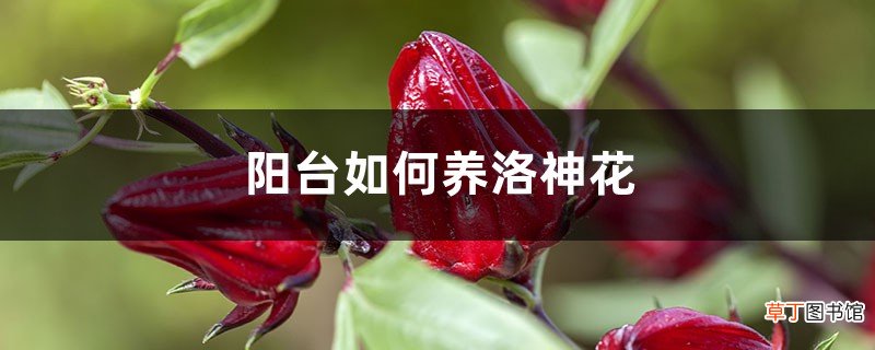 阳台如何养洛神花，需要注意什么