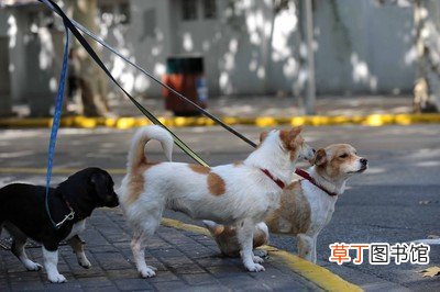 长沙遛狗的好地方 长沙什么公园可以遛狗