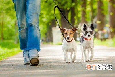 长沙遛狗的好地方 长沙哪里好遛狗