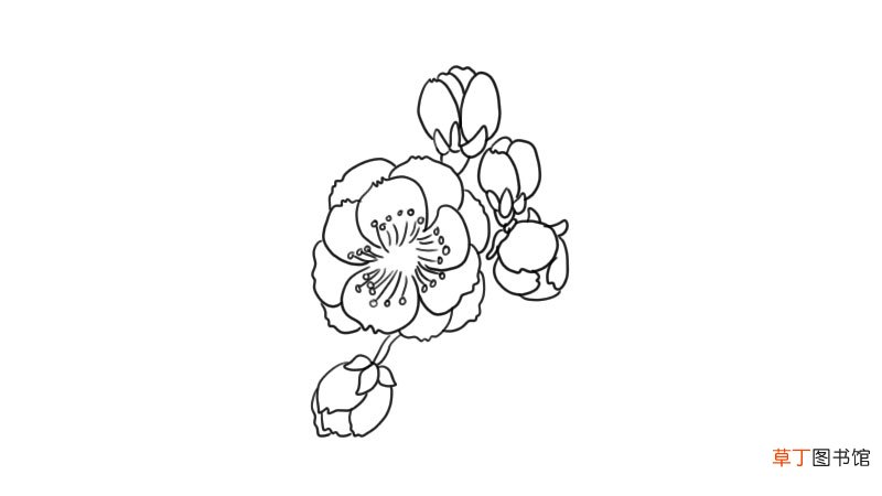 梅花简笔画 梅花怎么画