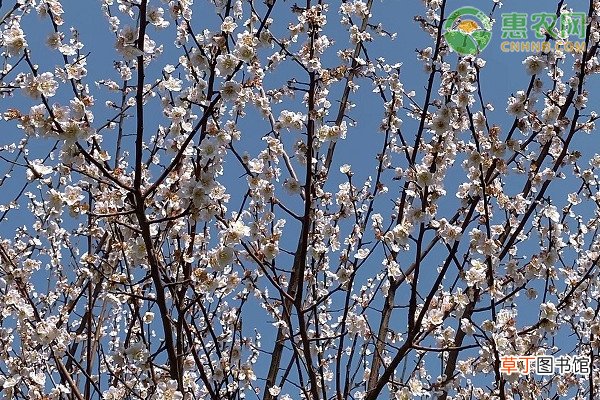 2021年春分是几月几日几点几分?春分有哪些风俗活动?