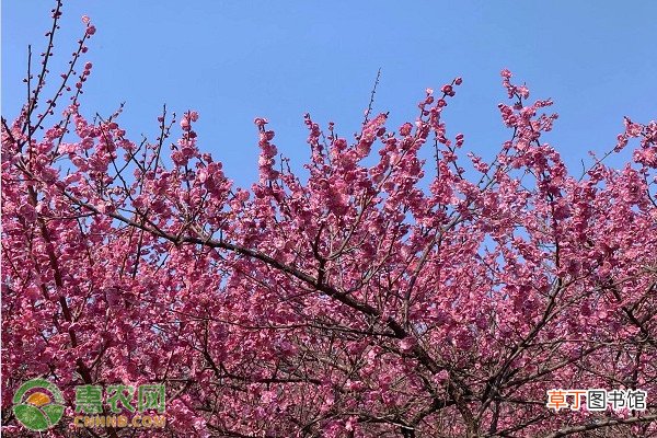 2021年春分是几月几日几点几分?春分有哪些风俗活动?