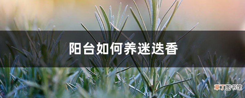 阳台如何养迷迭香，需要注意什么