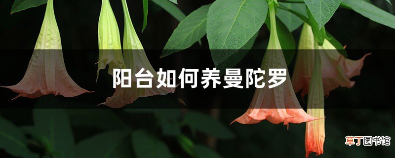 阳台如何养曼陀罗，需要注意什么