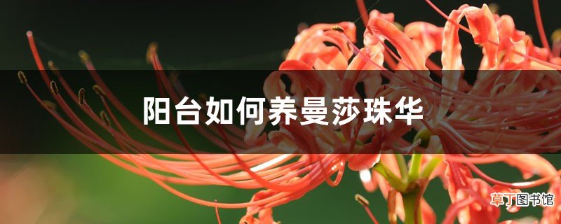 阳台如何养曼莎珠华，需要注意什么