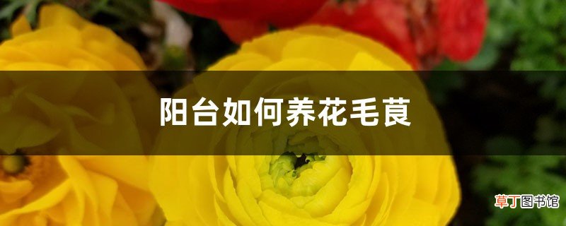 阳台如何养花毛茛，需要注意什么