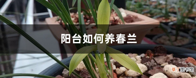阳台如何养春兰,需要注意什么