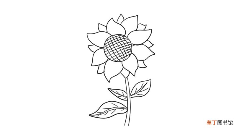 向日葵简笔画 向日葵的画法