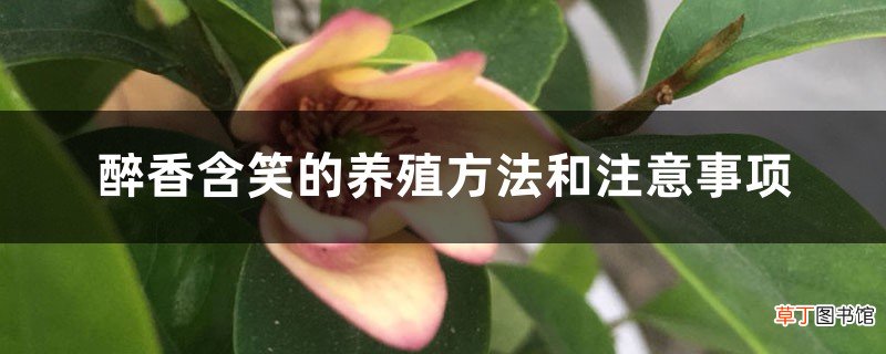 醉香含笑的养殖方法和注意事项
