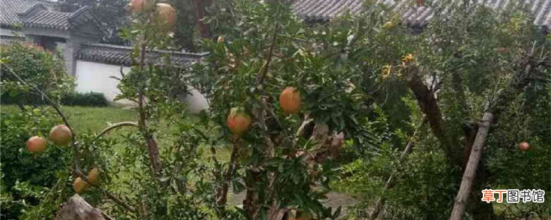 柿子的养殖方法和注意事项