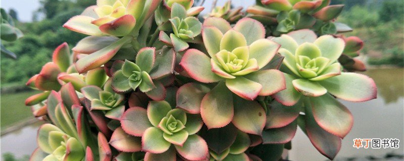 清盛锦的养殖方法和注意事项