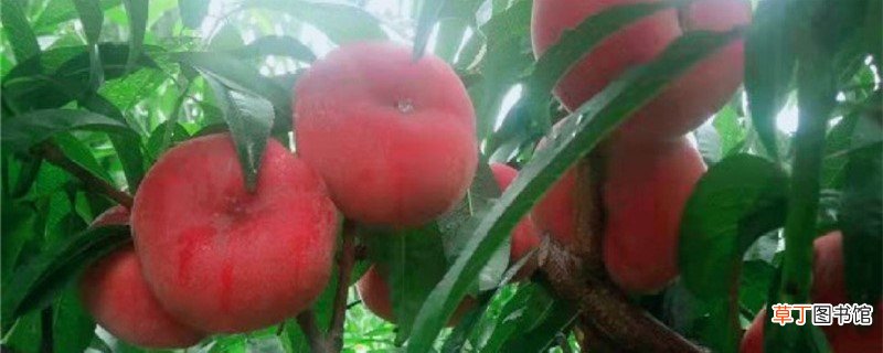 蟠桃的养殖方法和注意事项