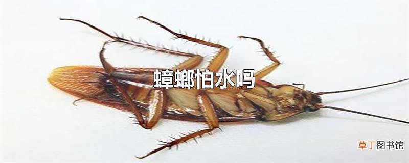 蟑螂怕水吗