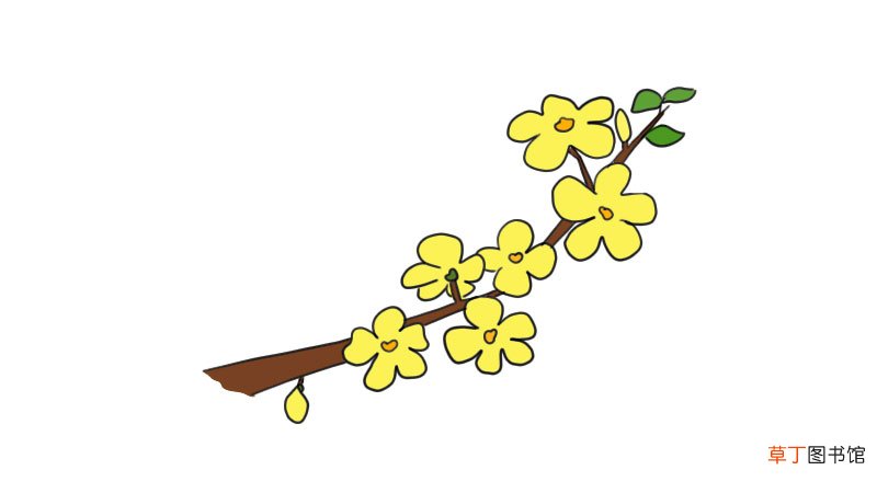 迎春花简笔画 迎春花怎么画