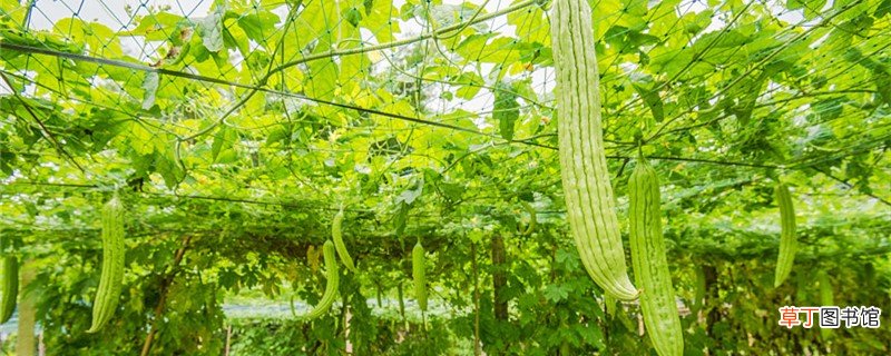苦瓜的养殖方法和注意事项