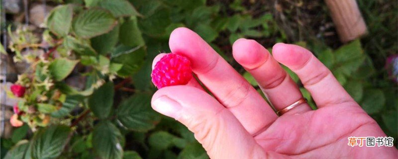 刺莓的养殖方法和注意事项