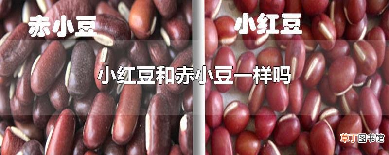 小红豆和赤小豆一样吗