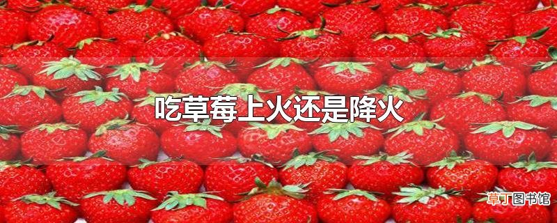吃草莓上火还是降火