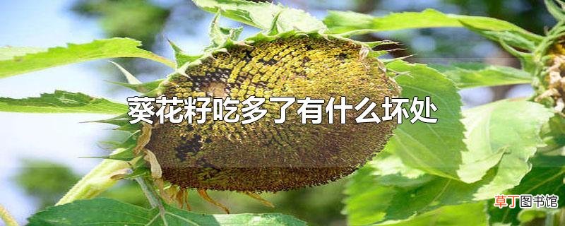 葵花籽吃多了有什么坏处