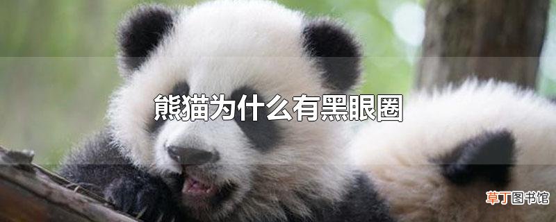 熊猫为什么有黑眼圈