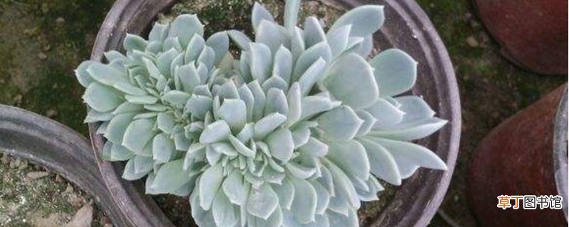 千羽鹤的养殖方法和注意事项