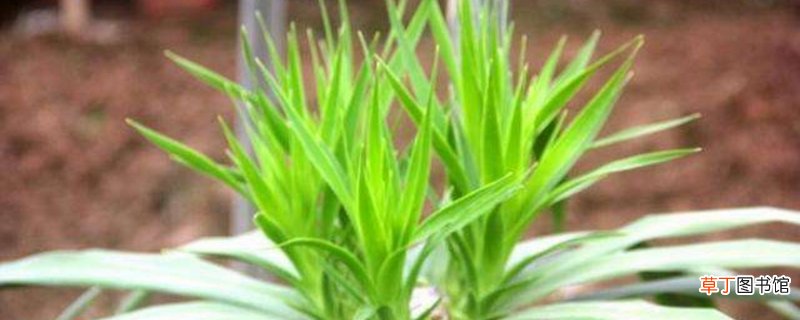 山海带的养殖方法和注意事项
