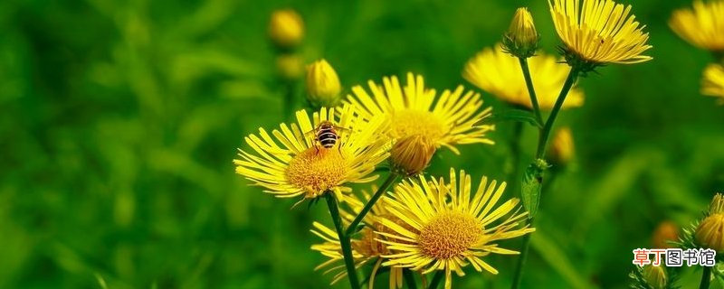 六月菊的养殖方法和注意事项