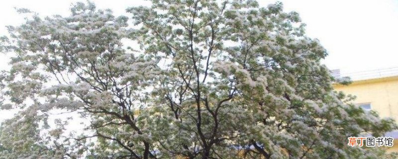 流苏树的养殖方法和注意事项