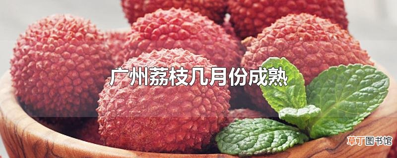 广州荔枝几月份成熟