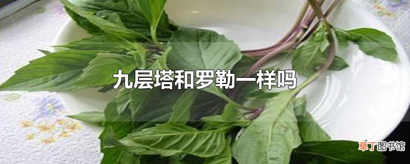 九层塔和罗勒一样吗
