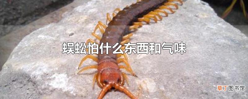 蜈蚣怕什么东西和气味